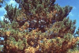 How do you treat pine tree fungus?