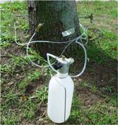 tree injection system, tree disease treatment